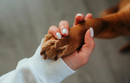 प्राणी निधी उभारणी medicalbills (12)